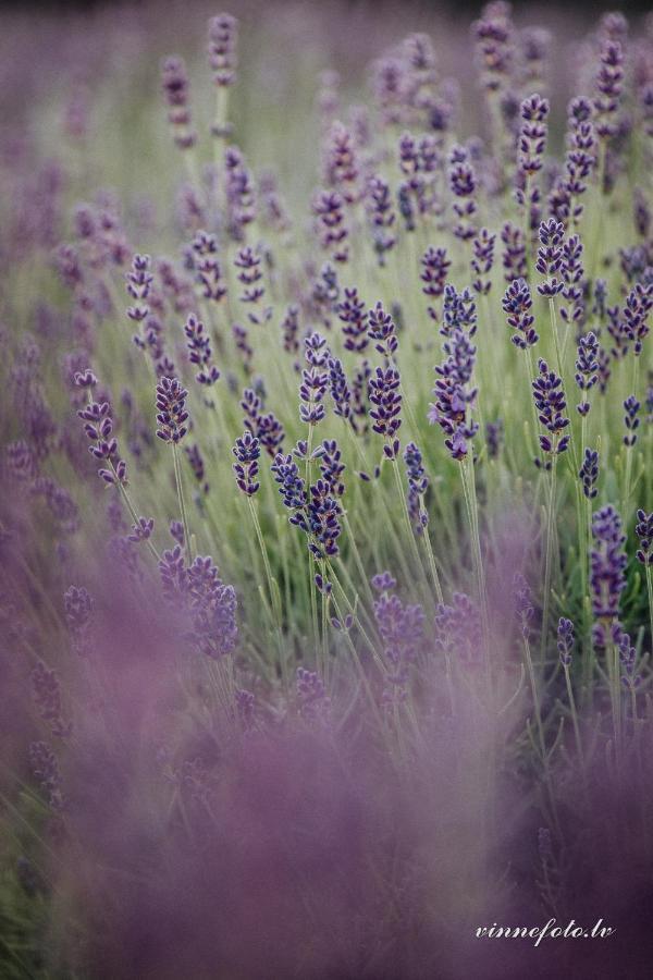 Lavender Villa Grobina Luaran gambar