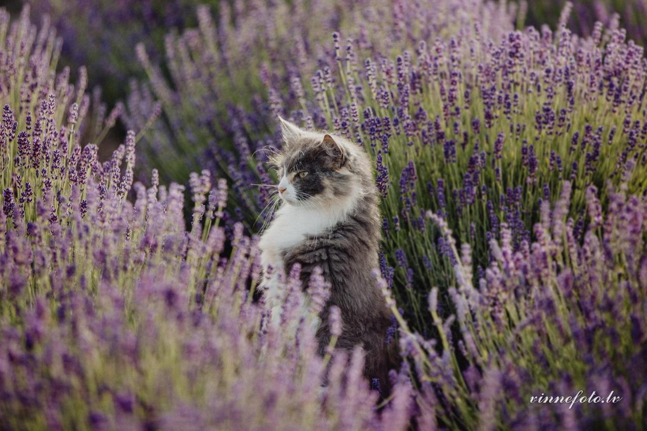 Lavender Villa Grobina Luaran gambar