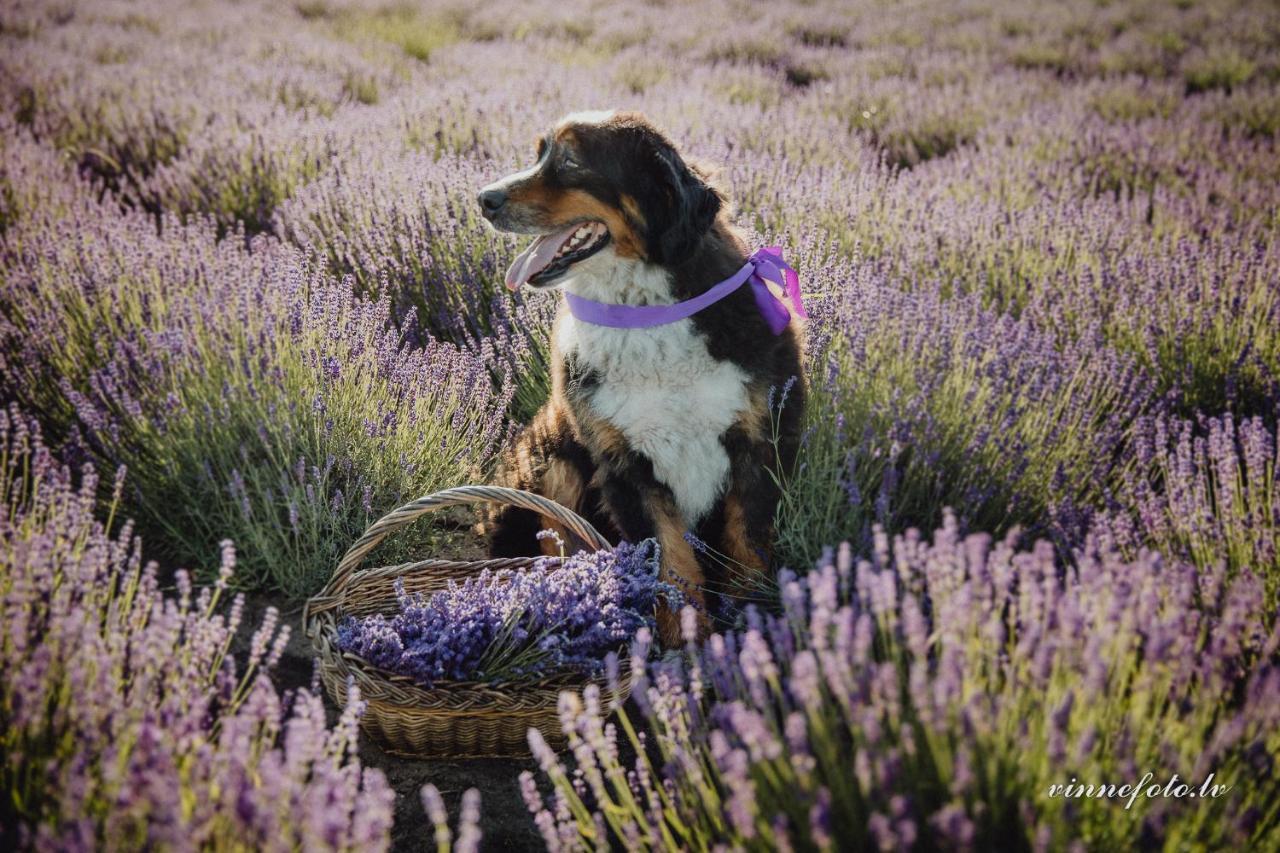 Lavender Villa Grobina Luaran gambar