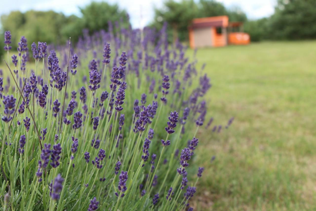 Lavender Villa Grobina Luaran gambar